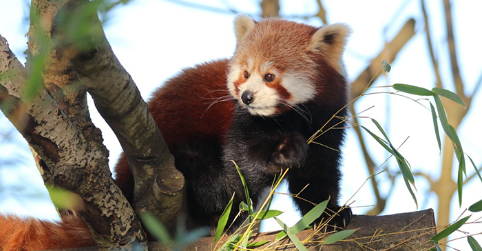 Red Panda at Paradise Park where Zookeepers Self-isolate