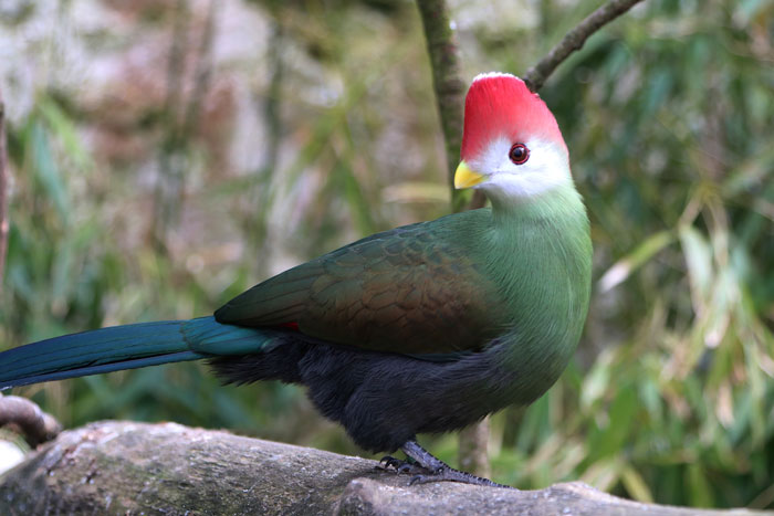 Red-crested Touraco at Paradise Park where Zookeepers Self-isolate
