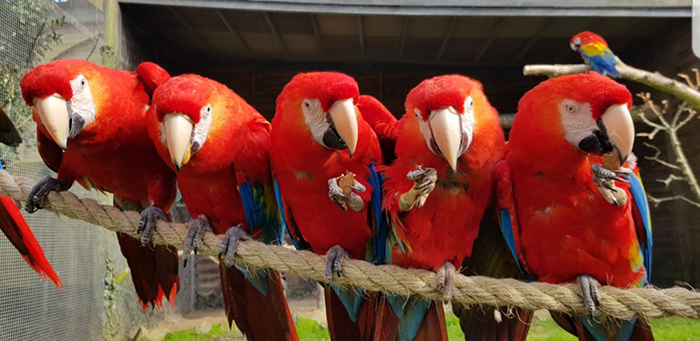 Scarlet Macaws at Paradise Park where Zookeepers Self-isolate