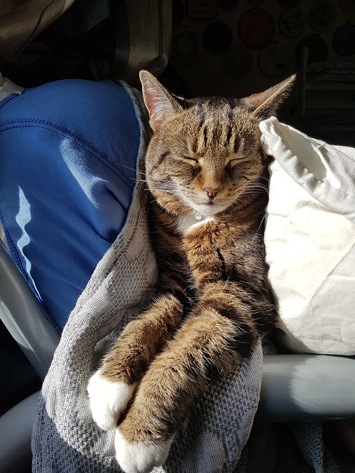 Sleeping Cat on Couch