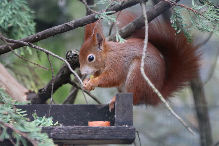 Squirrel at Paradise Park where Zookeepers Self-isolate