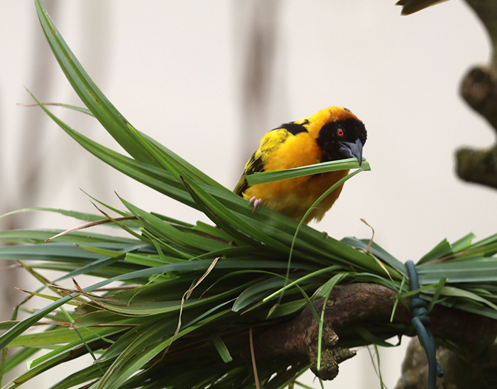 Yellow Bird at Paradise Park where Zookeepers Self-isolate