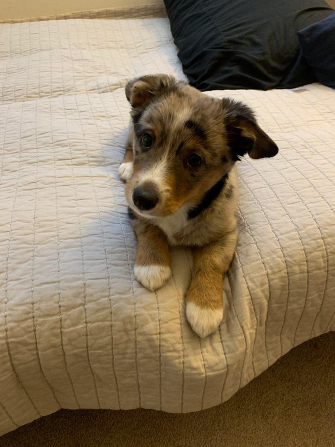 adopted pup lays on owner's bed