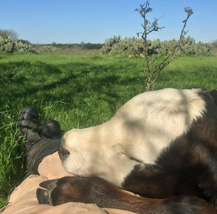 adorable cows sleeping