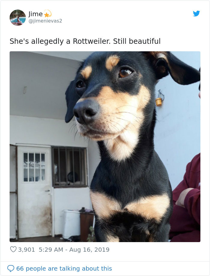 allegedly a rottweiler