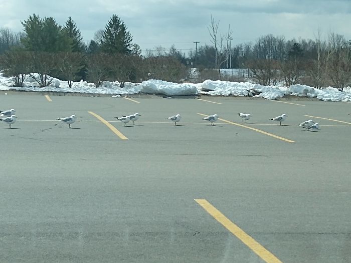 animals doing social distancing birds