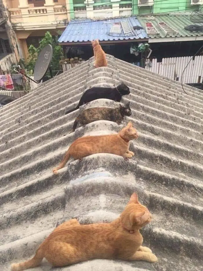 animals doing social distancing cats on roof