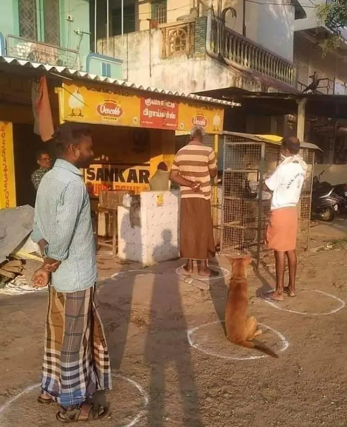 animals doing social distancing dog waits in line