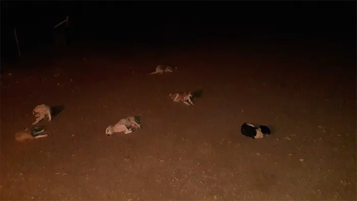 animals doing social distancing dogs at night