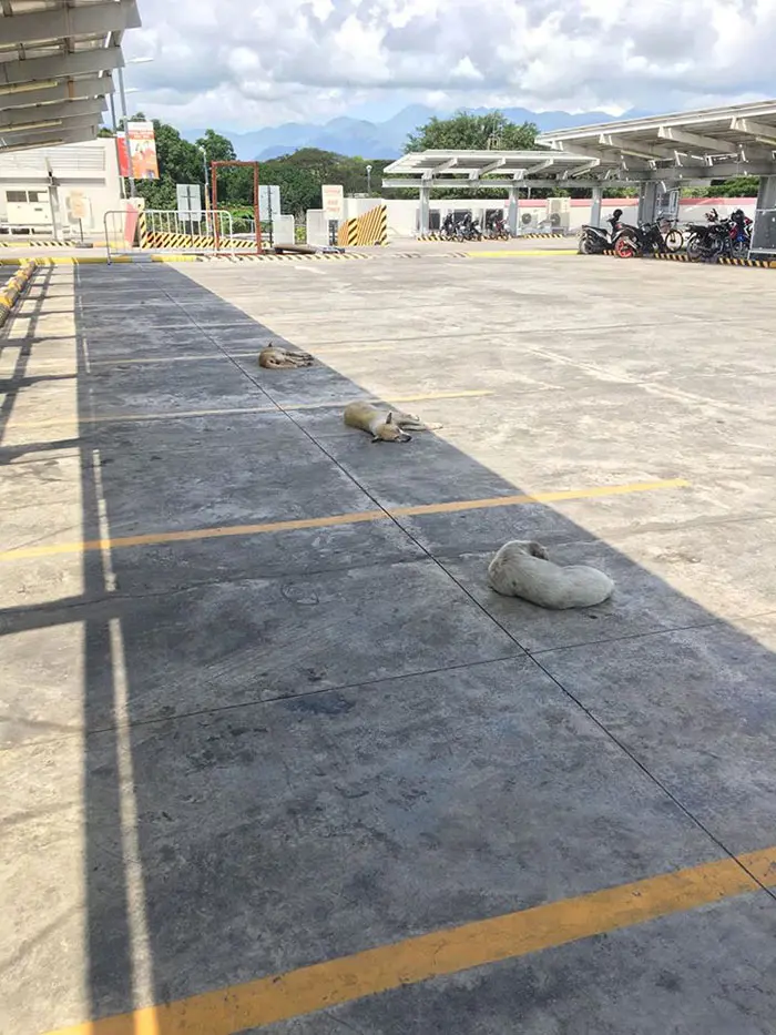 animals doing social distancing dogs in the shade