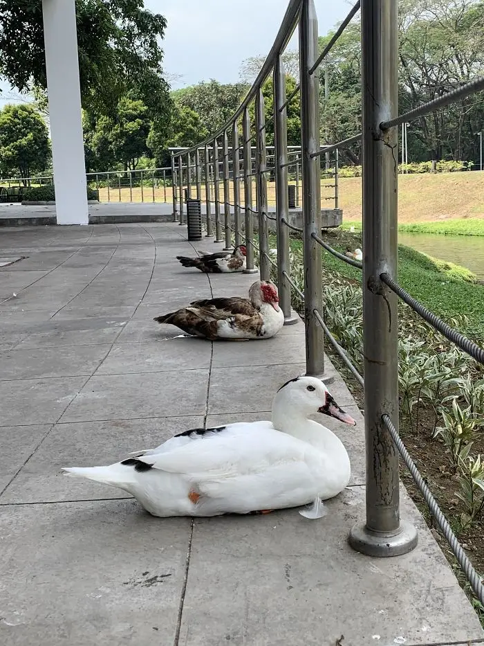 animals doing social distancing ducks