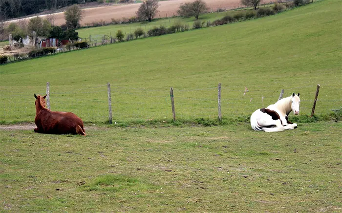 animals doing social distancing horses