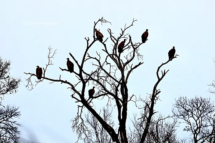 animals doing social distancing vultures