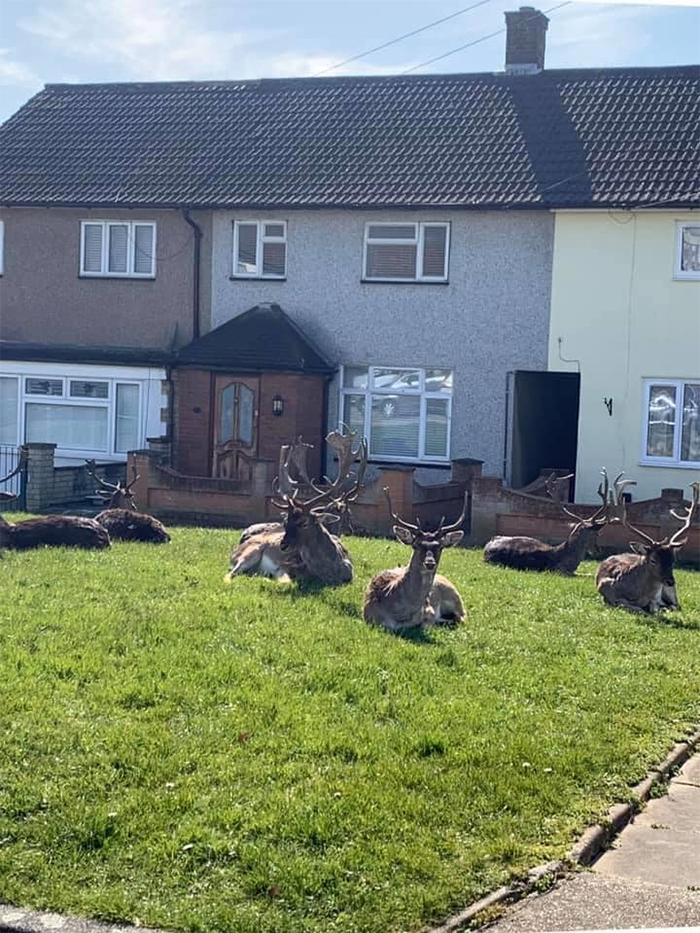 animals invade cities deer lawn