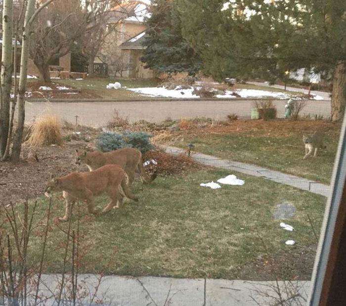 animals invade cities mountain lions