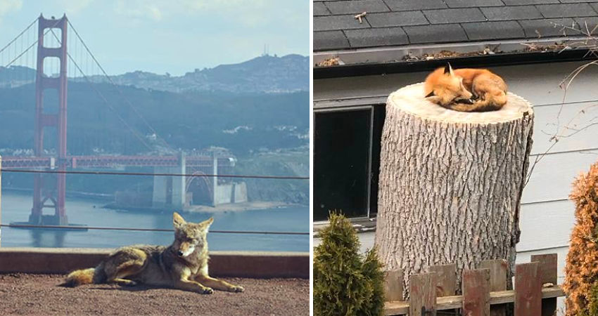 animals invade cities