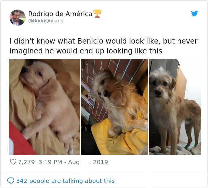 benicio puppy growing up