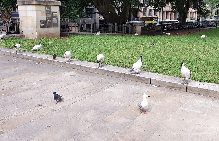 bin chickens feet apart