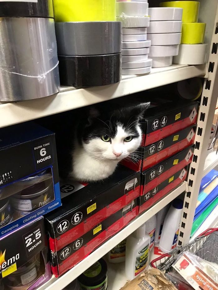 bodega kitties fitting in shelves