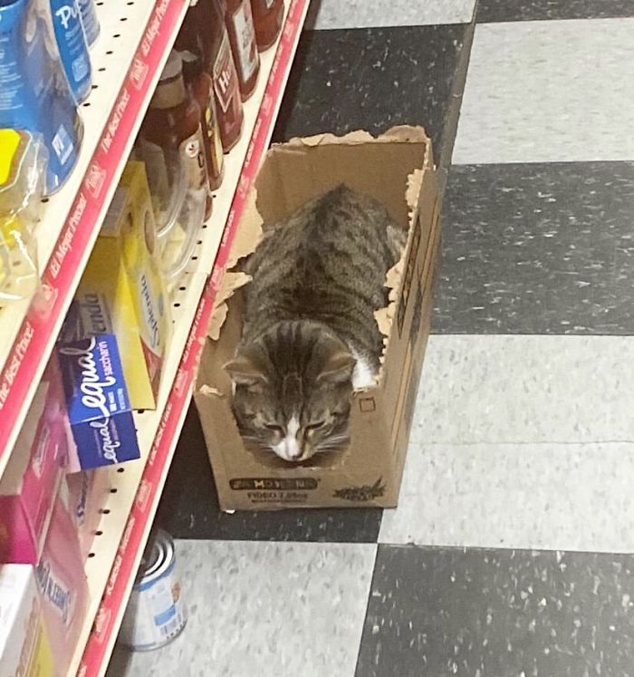 bodega kitties in a box