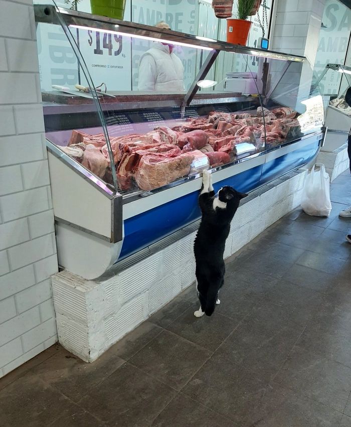 bodega kitty guarding meat section