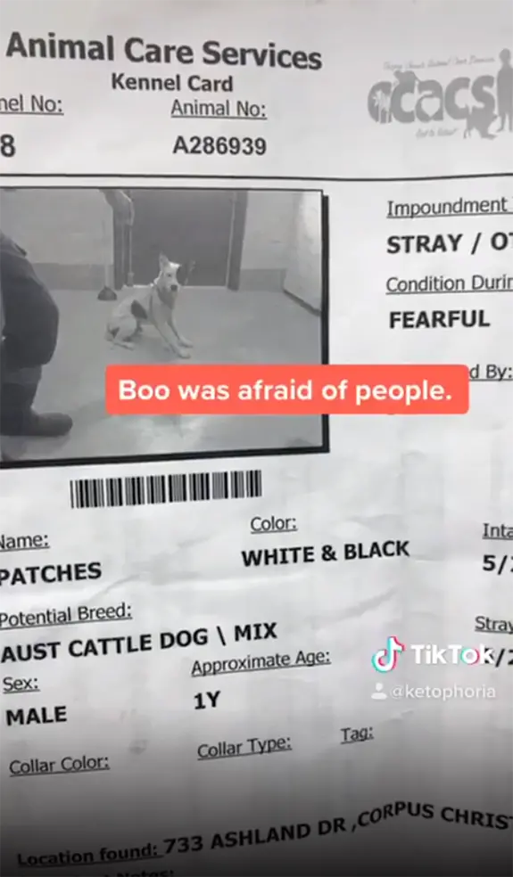 boo's information sheet from the rescue shelter