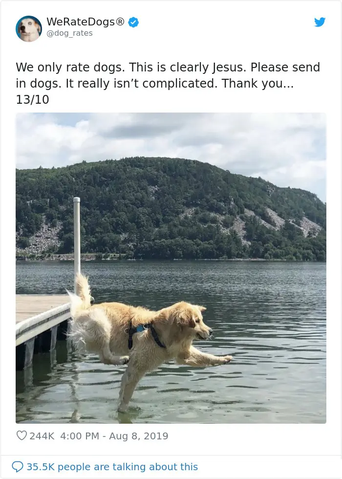 canine jesus walking on water