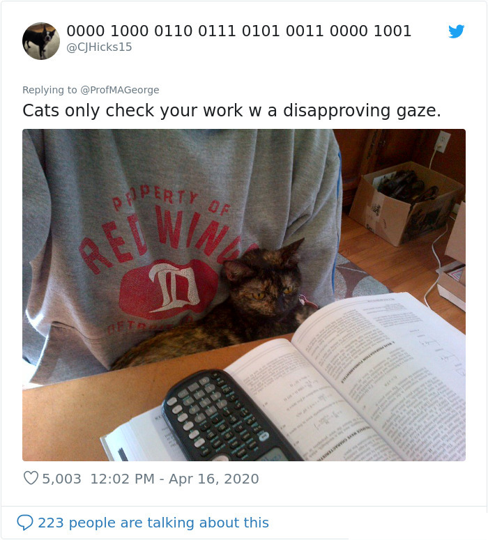 cat checking homework in quarantine