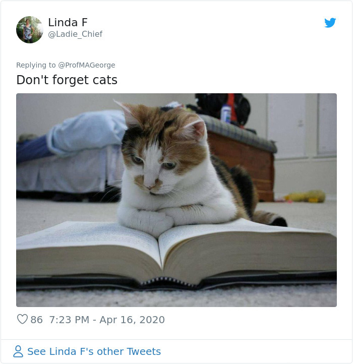 cat doing classwork with students