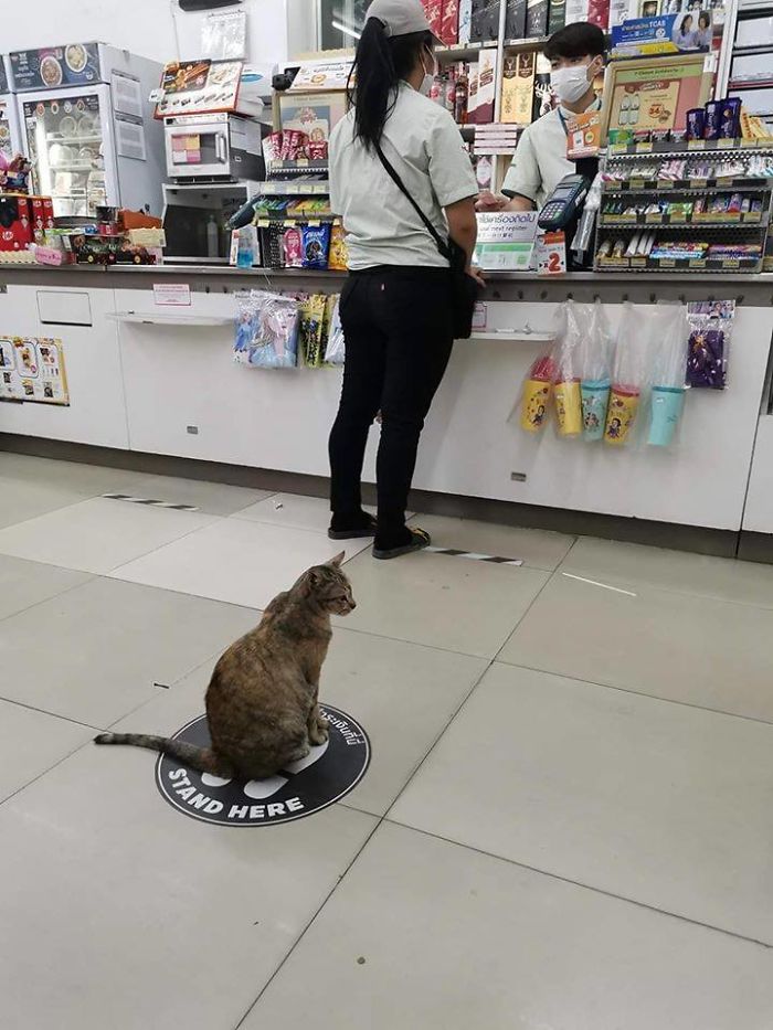 cat keeps space from people