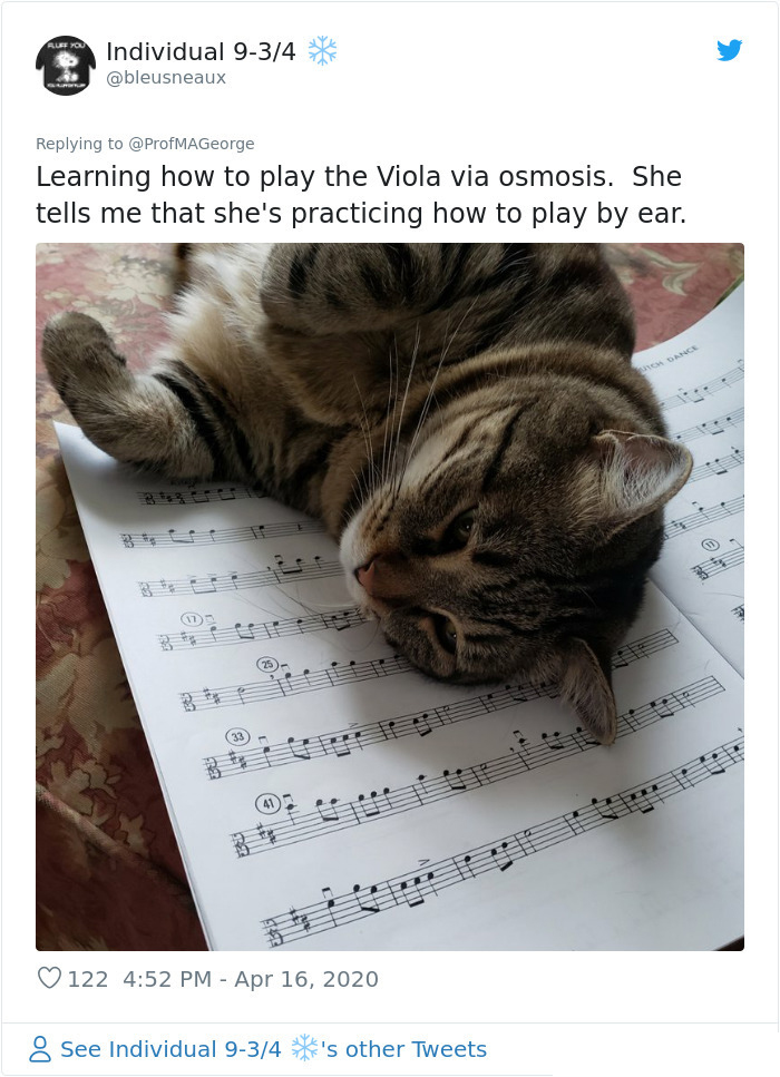 cat musical notes