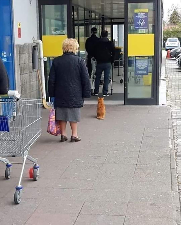 cat patiently waits in line