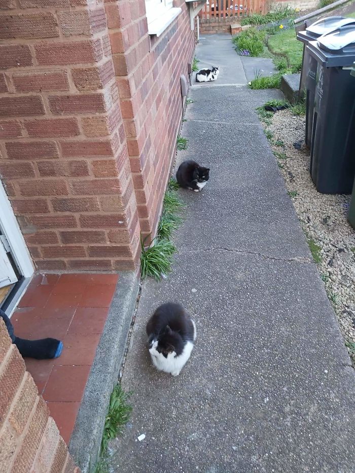 cats feet apart