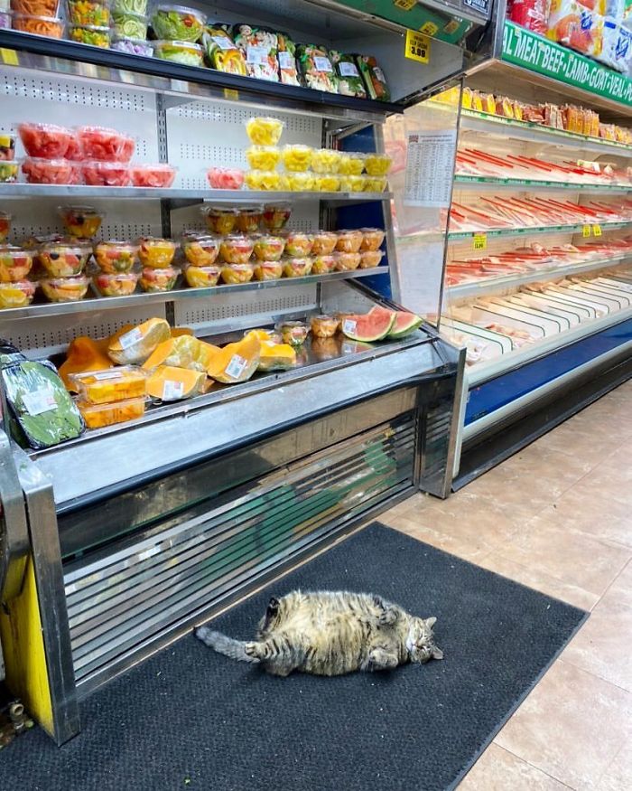 cats in shops sleeping on the floor