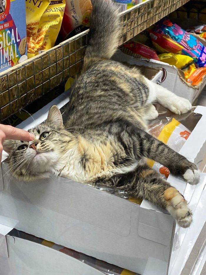 cats in shops spotted on shelves