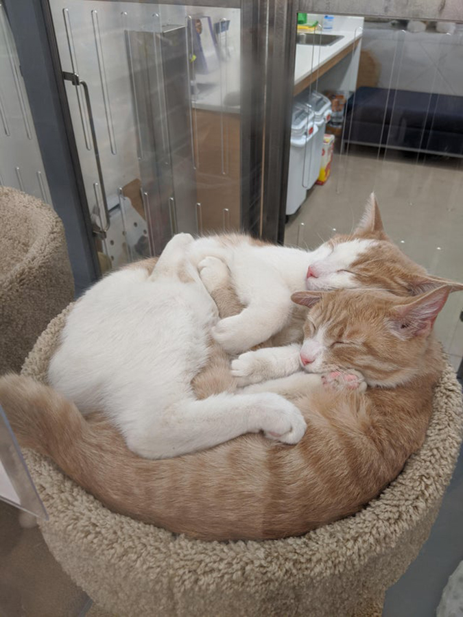 cats named honda and civic up for adoption