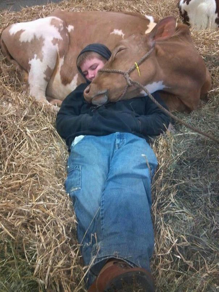 cattle pet snuggle