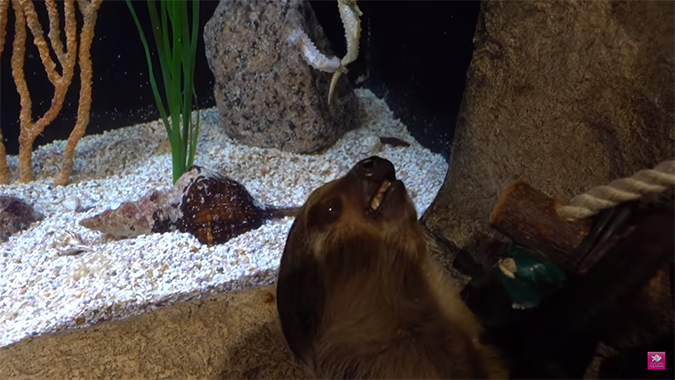 chico the sloth sees seahorses