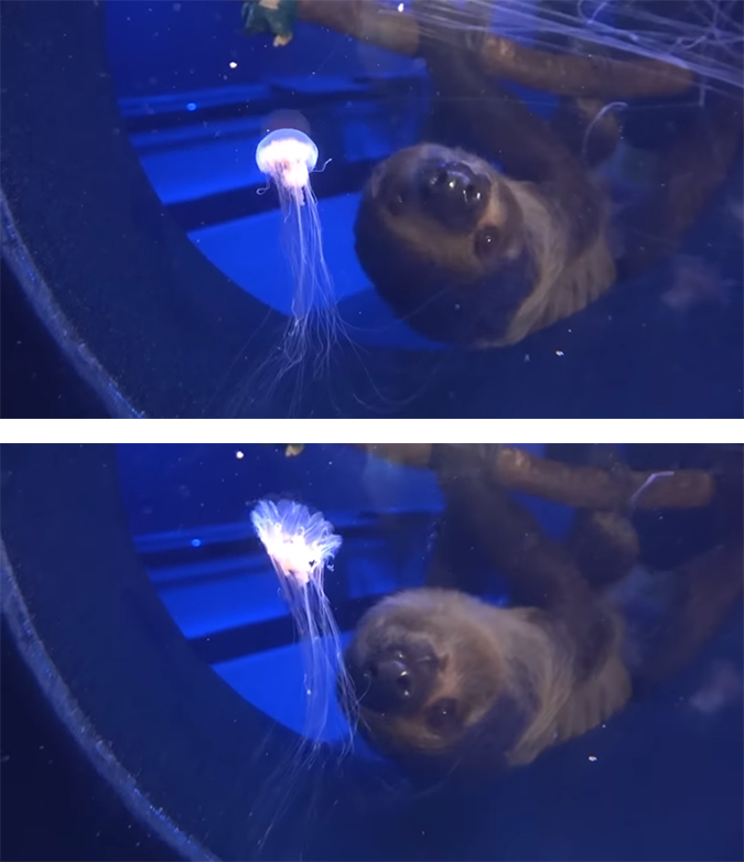 chico the sloth watches a jellyfish