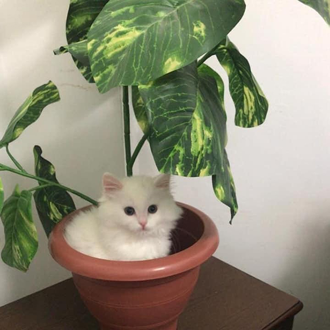 cotton the kitten sits on potted plant rescue pet photos