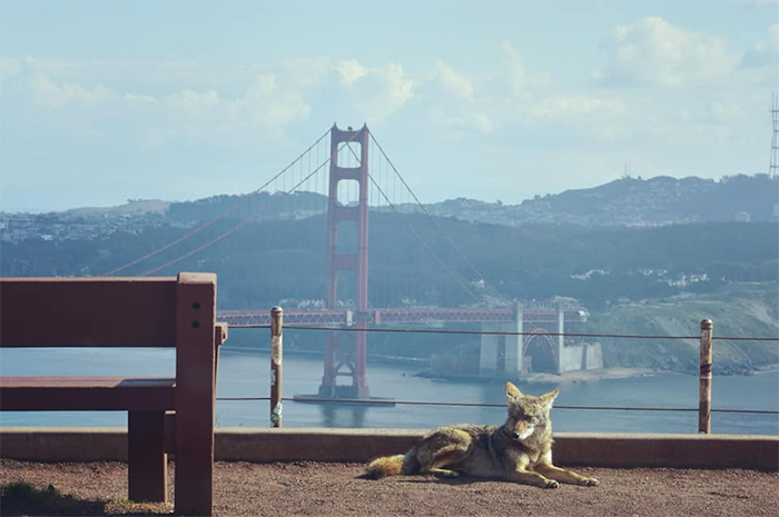 coyote in san francisco during lockdown