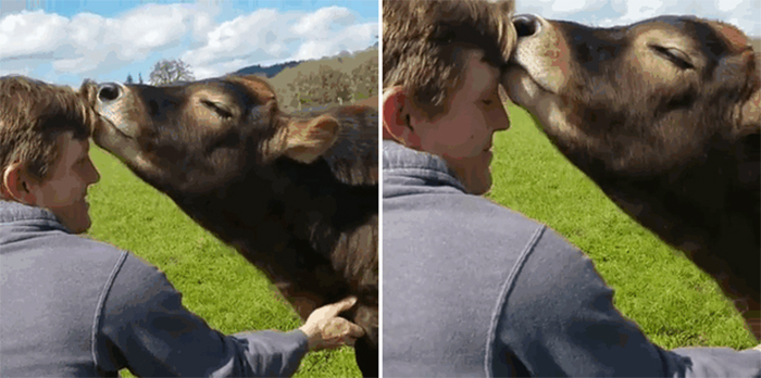 cute cattles kisses man