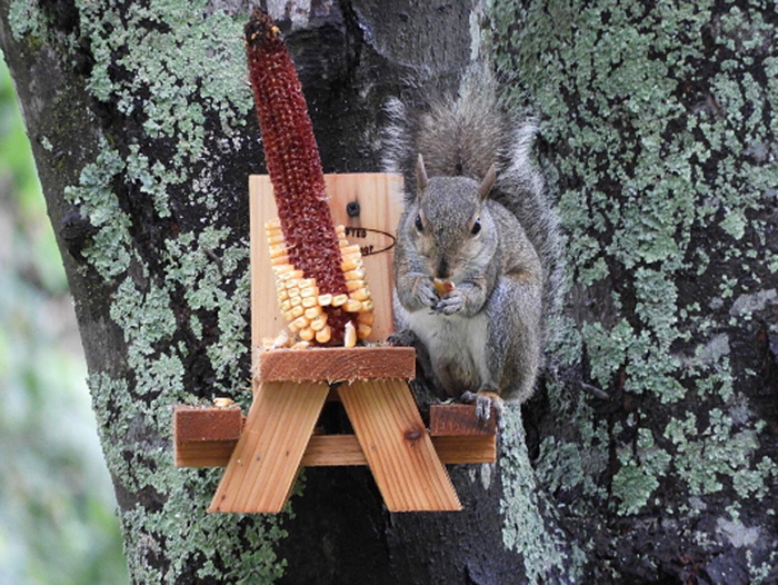 cute rodent sitting eating on bench