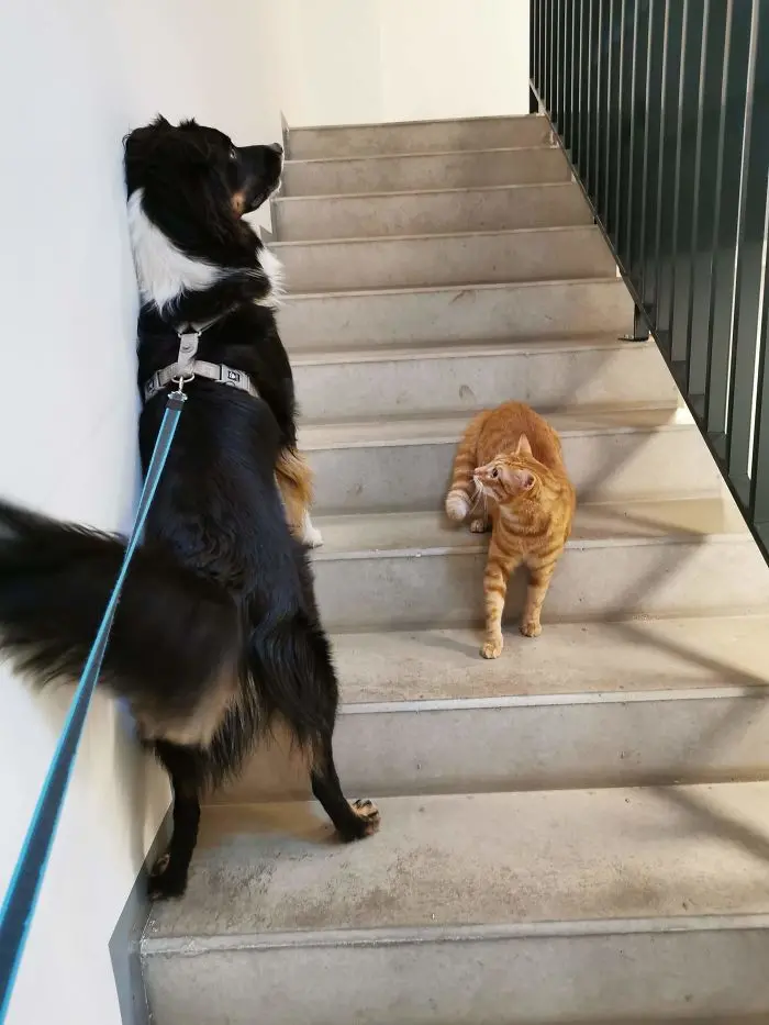 dog avoids close contact with cat