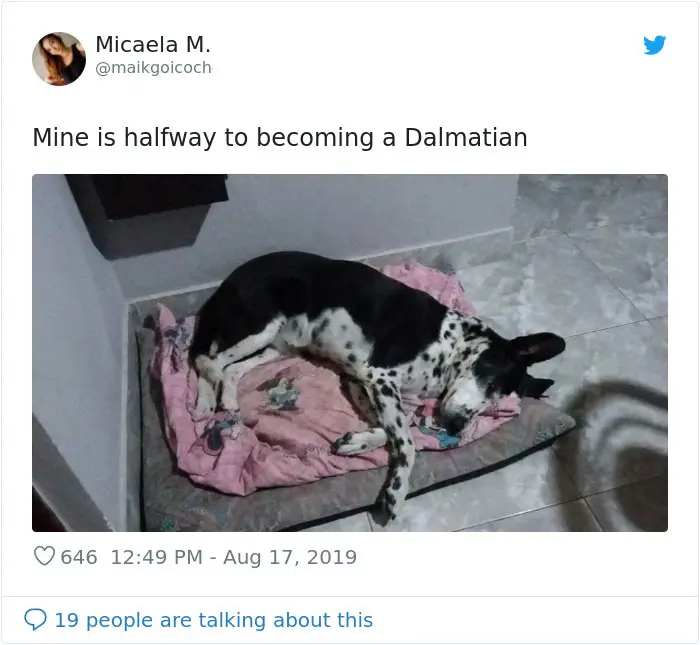 dog becoming half dalmatian