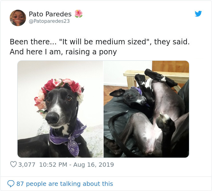 dog medium size pony