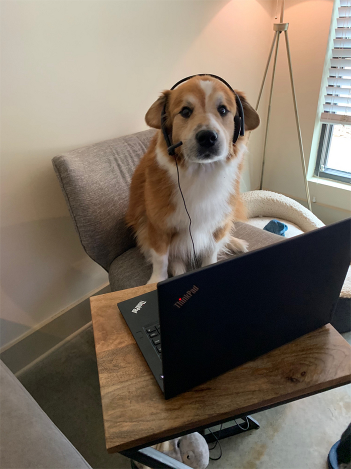 dog working from home laptop