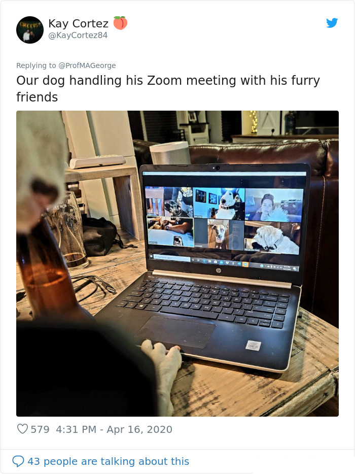 dog zoom meeting with friends