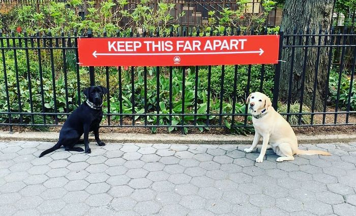 dogs keep space apart