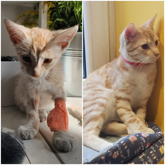 fenek before and after adoption